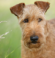 Impfungen und Impferinnerungs-Service