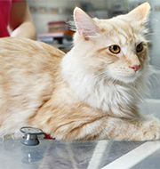 Kardiologische Untersuchungen