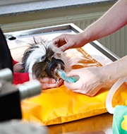 Kleinsäuger und Nagetiere