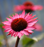Naturheilkundliche Behandlung